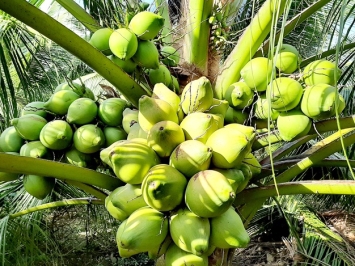 Lợi Ích Của Quả Dừa