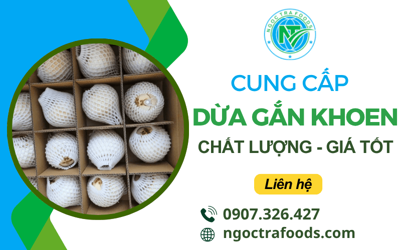 dừa gắn khoen
