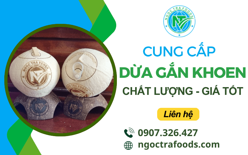 dừa gắn khoen