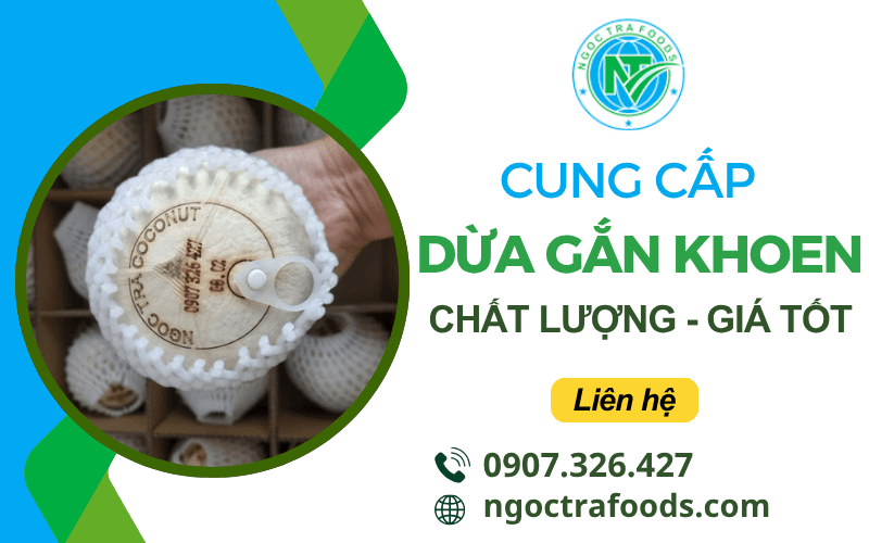 dừa gắn khoen