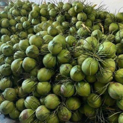 Dừa Tươi Nguyên Trái