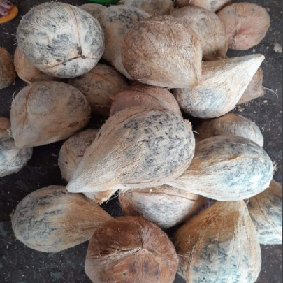 Dừa Khô Nguyên Trái