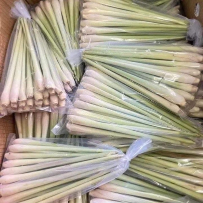 Sả cây