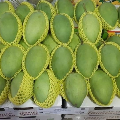 Xoài Cát Hòa Lộc