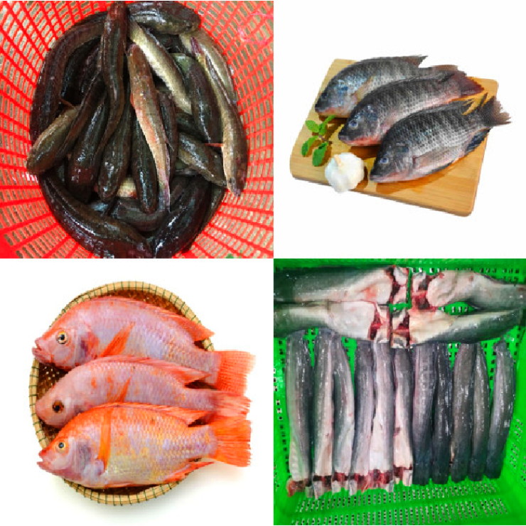 Cá Nước Ngọt Các Loại
