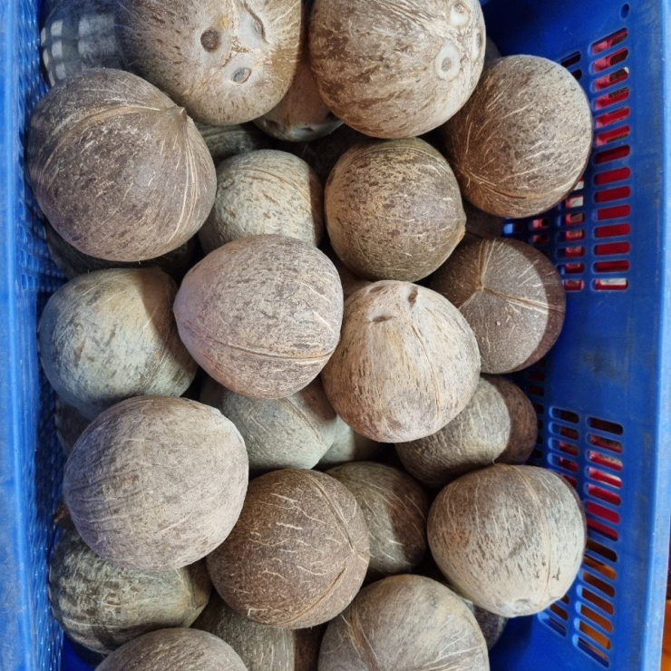 Dừa Khô Nguyên Trái