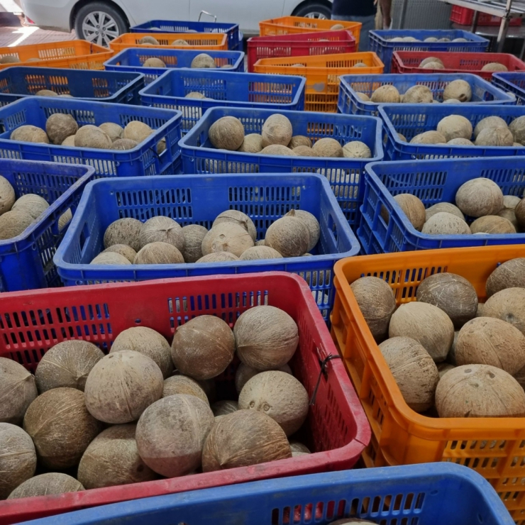 Dừa Khô Nguyên Trái