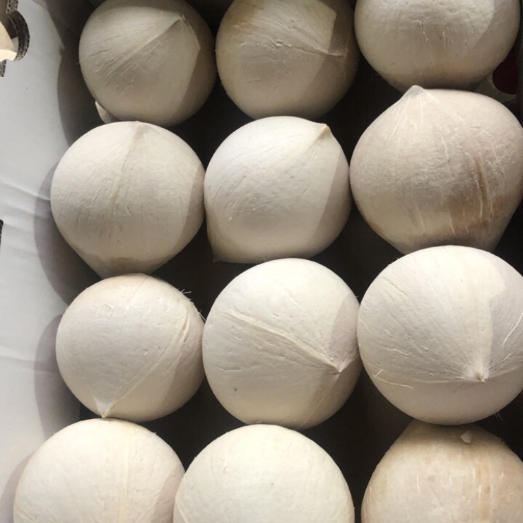 Dừa Gọt Trọc Còn Chóp