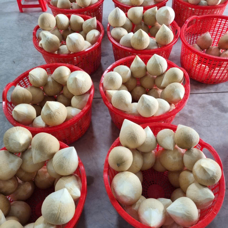 Dừa Gọt Trọc Còn Chóp